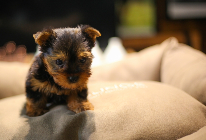 magnifiques chiots yorkshire toy