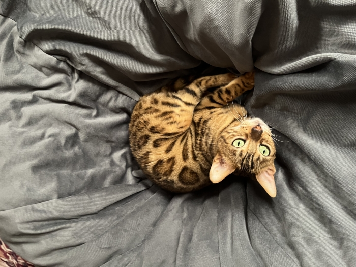 Magnifiques chatons Bengal disponibles – Kenitra 🐆