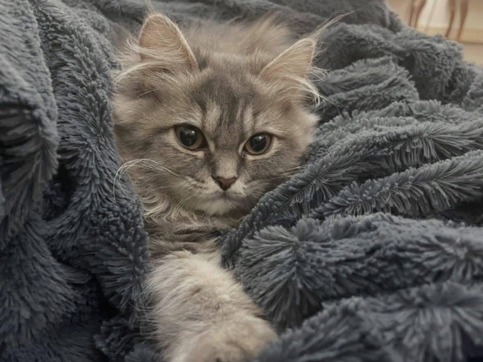 Femelle British Longhair bleu ✨🐱