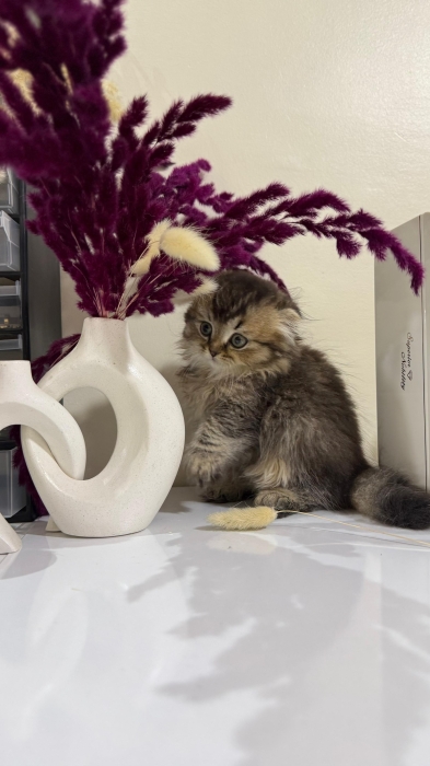 Highland fold & Scottish