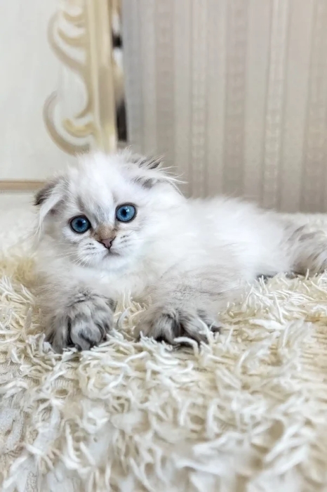 Chatons scottish fold