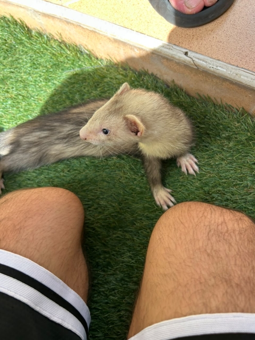 furet domestique