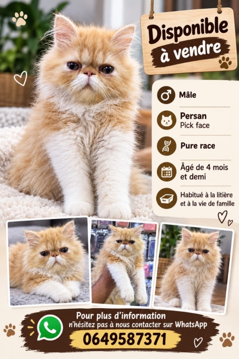 Chaton persan pure race