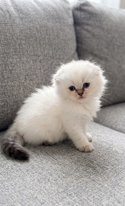 Chaton Scottish fold & British