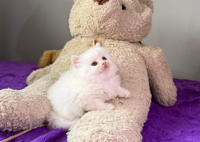 Scottish fold & Highland