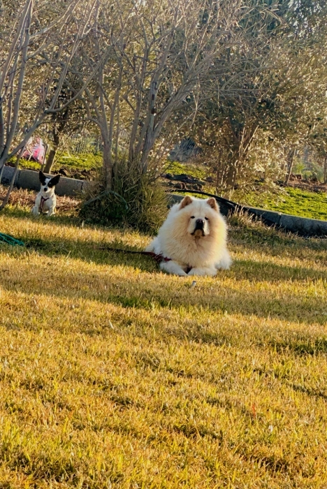 Chowchow