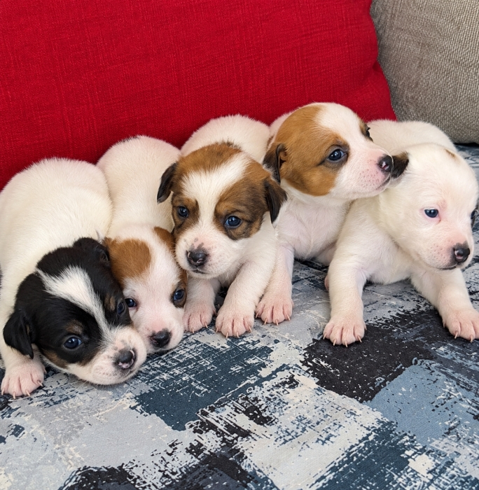 Jack russell
