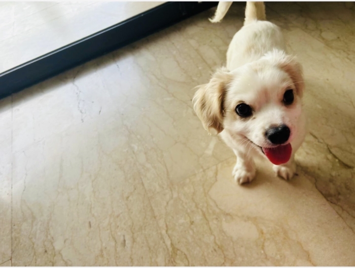 Adorable chiot mix a vendre