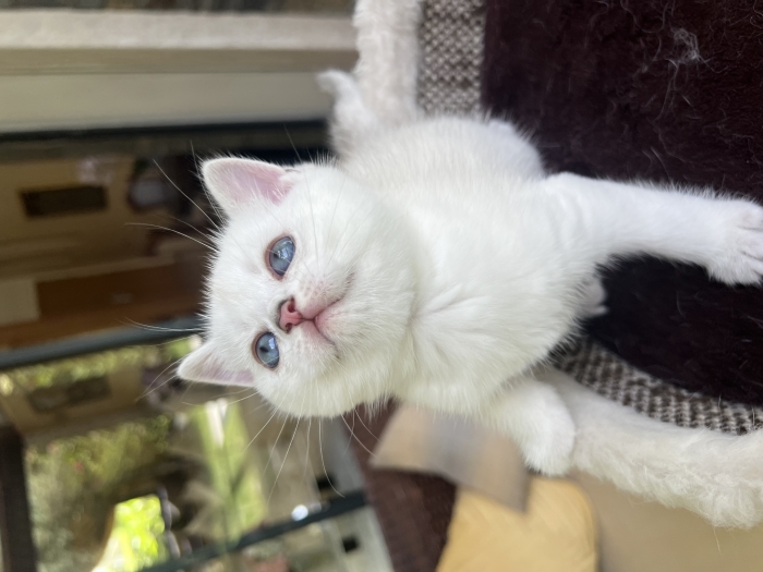British shorthair