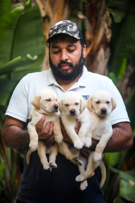 Disponibles magnifiques chiots LABRADOR pur race