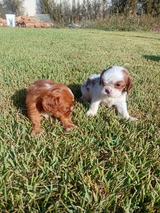 Cavalier King Charles