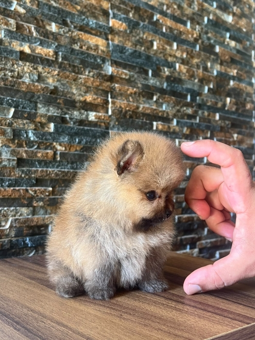 Mâle et femelle spitz pomeranian