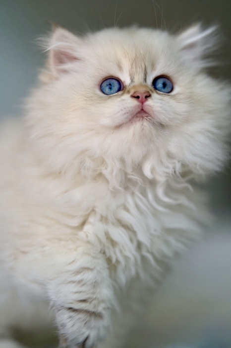 Chaton Highland Straight & British Longhair