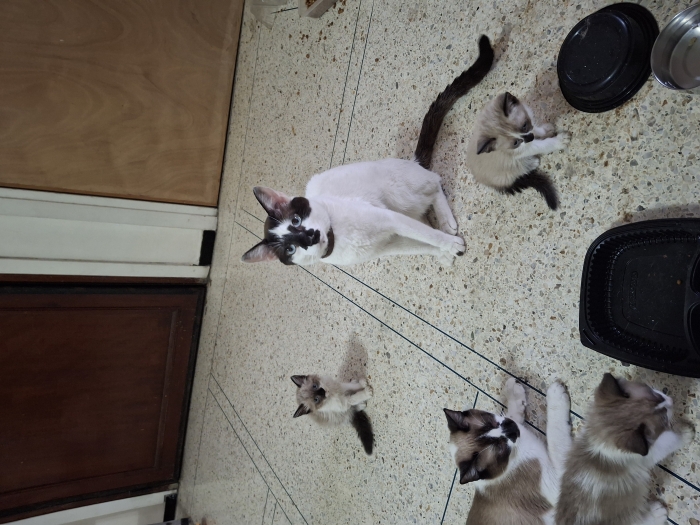 SNOWSHOE