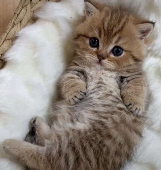 British golden femelle
