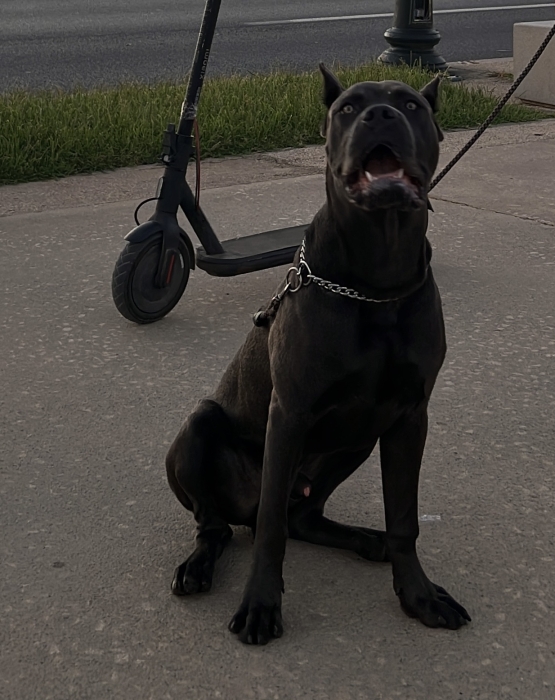 Cane corso mâle