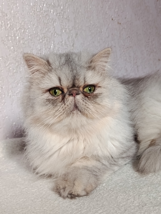 Femelle persan chinchilla 8 mois