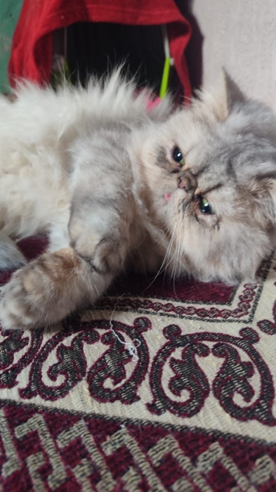 Femelle persan chinchilla 8 mois