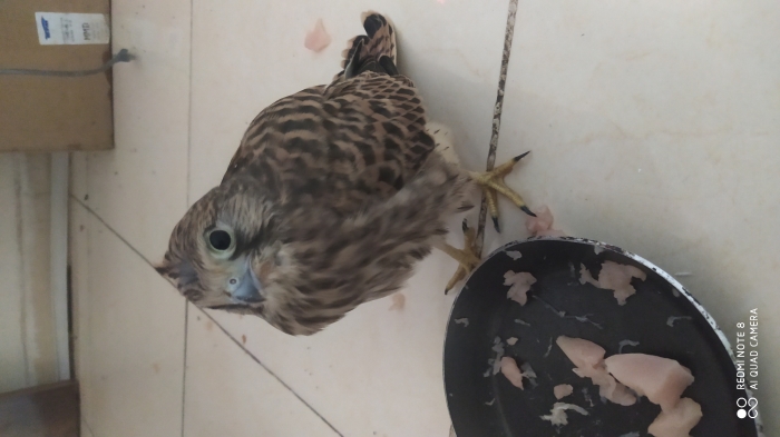 Falcon