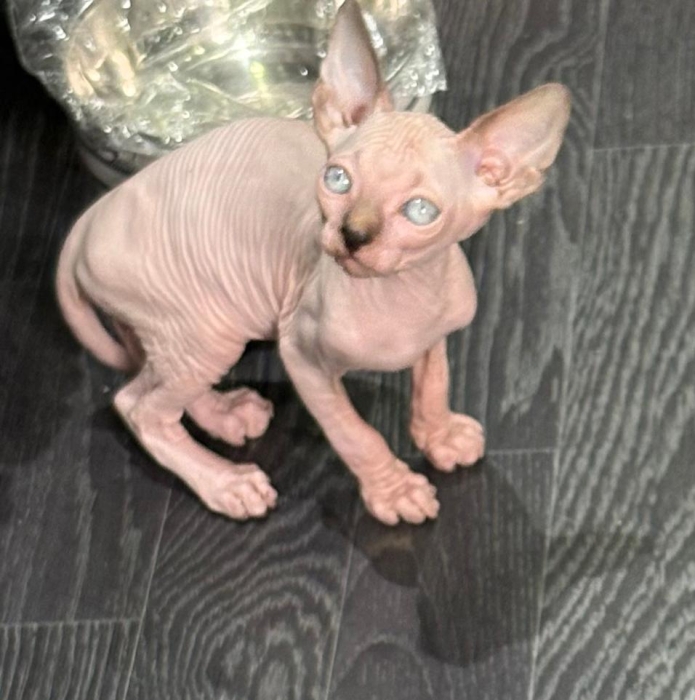 Sphynx canadien chaton