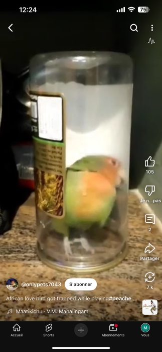 Inséparable Fischer à vendre