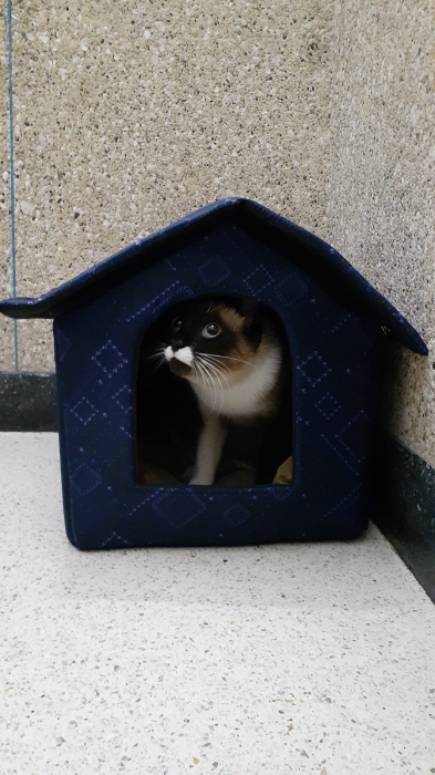 Chat femelle siamois en bonne santé