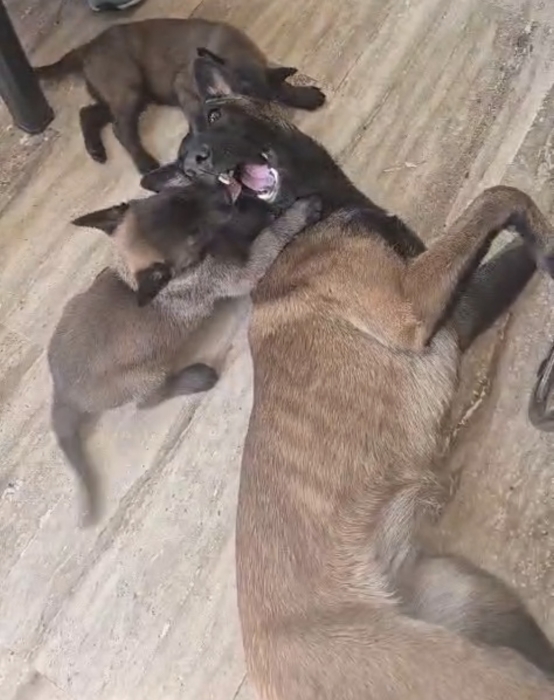 Malinois