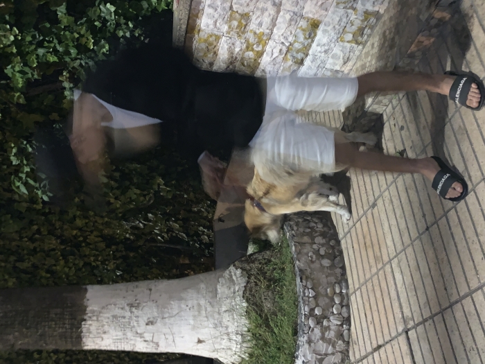 Huskita chien