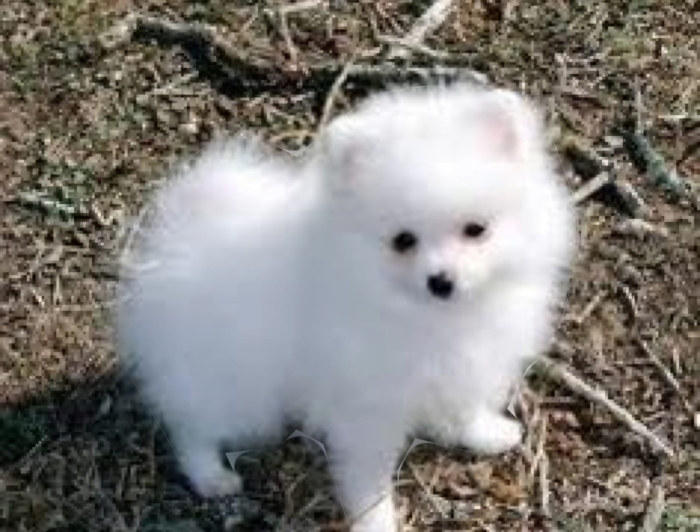 A vendre chiots Spitz nain (Loulou de Poméranie)