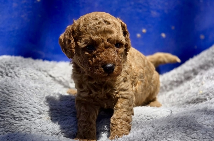 Chiots Caniches Toys Pedigree  🇫🇷