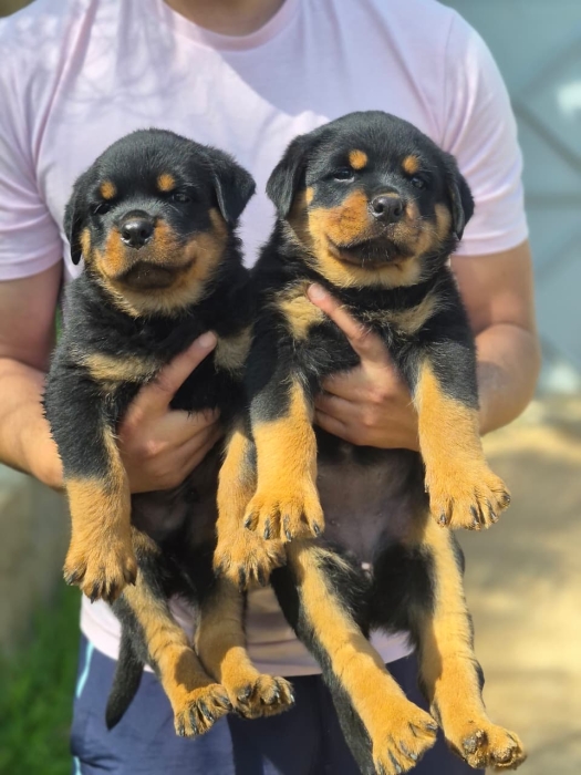 Rottweiler