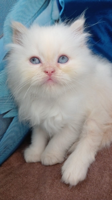 Chatons Persans Pure Race – Presque 2 Mois – Adorables & Câlins