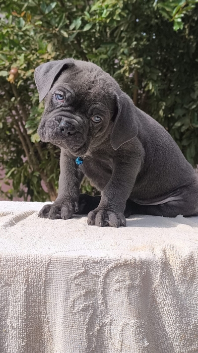 magnifique portée cane corso pedigree