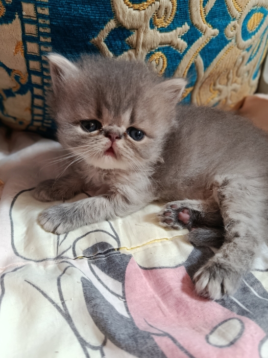 Chaton persan race pur