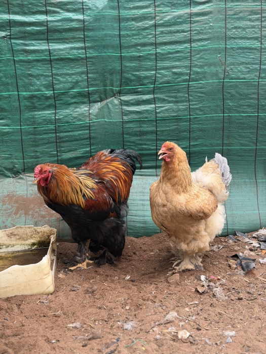 Poulet Brahma