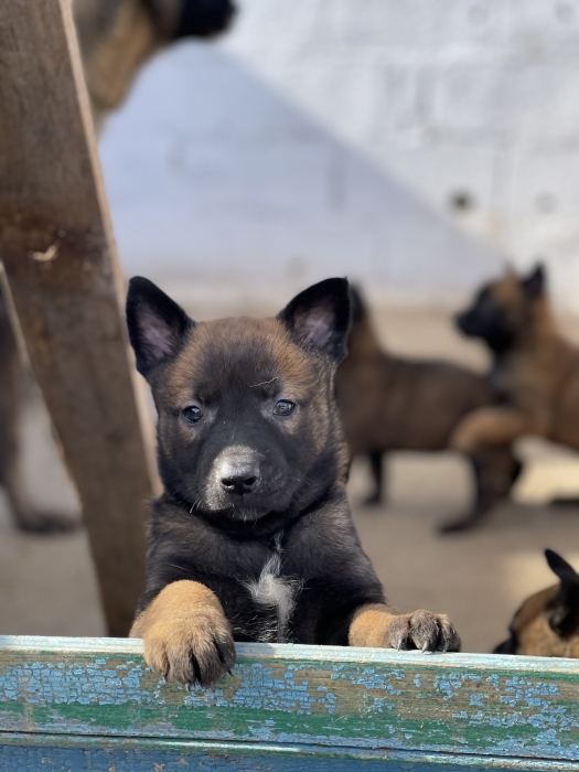 Chiots Malinois Pur race