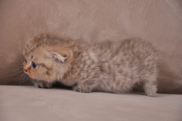 Chaton Scottish fold