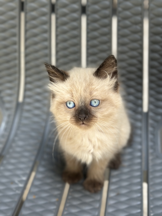Siamois chat