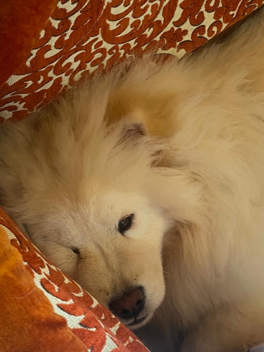 Magnifique Chow-Chow de 4 mois et demi à vendre