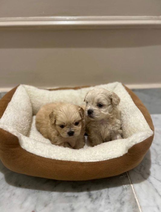 Bichon Havanais 🎊