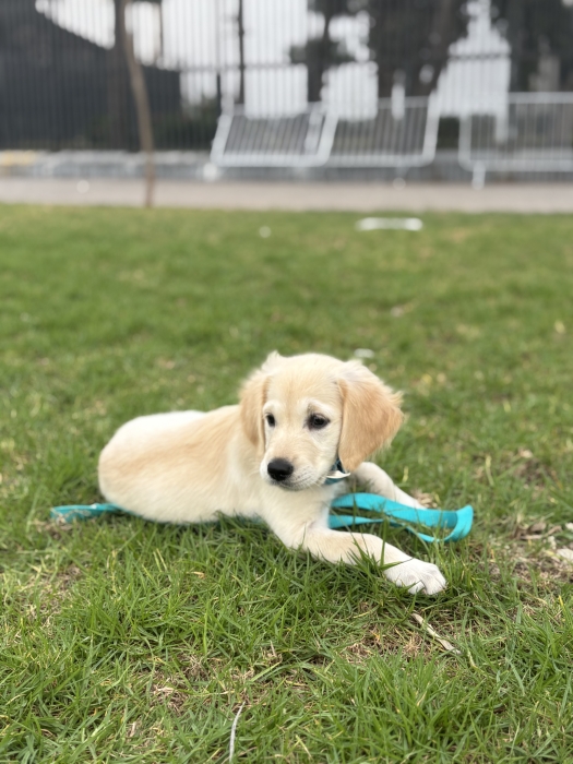 Golden retriever