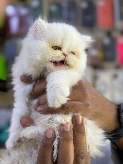 Chaton persan pure race