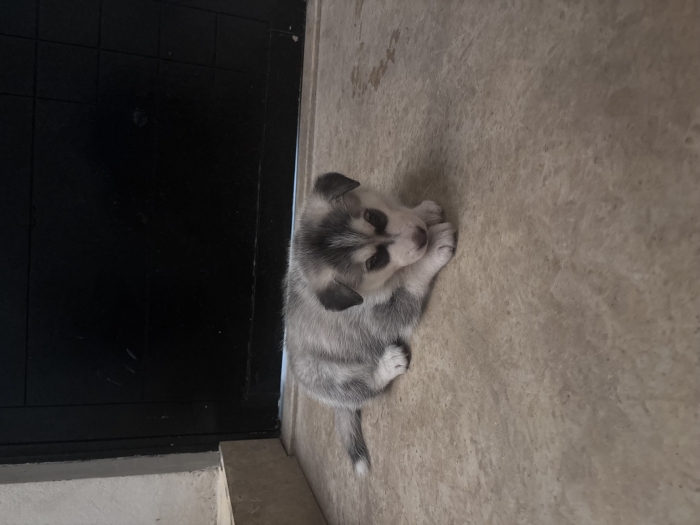 Husky malamute