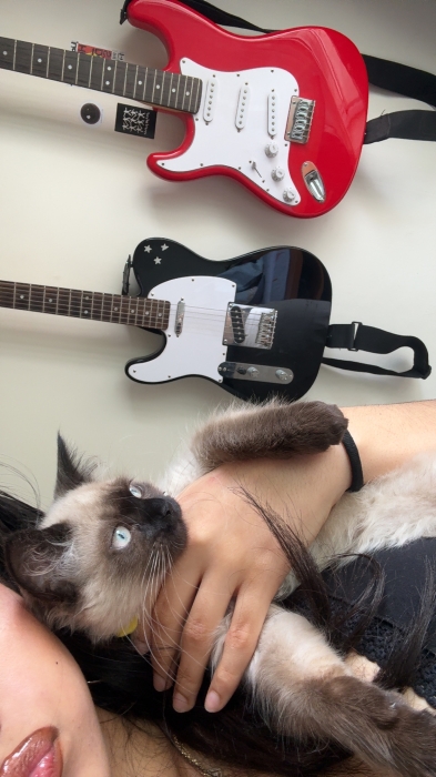 Chat siamois très affectueux à adopter