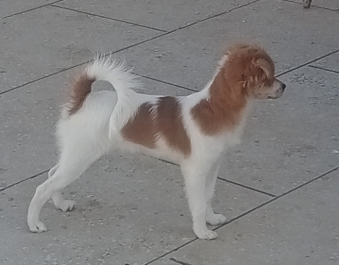 Une chienne papillon