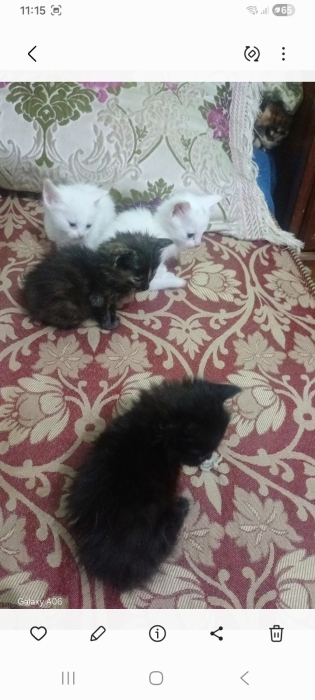 قطط Angora للتبني