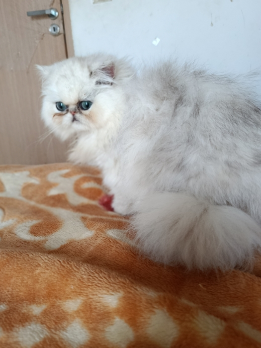 Femelle persan 2 mois