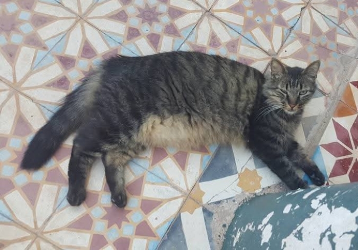 chat a vendre