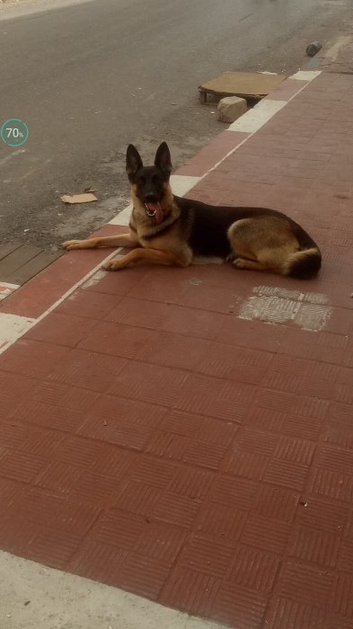 Femelle berger allemand