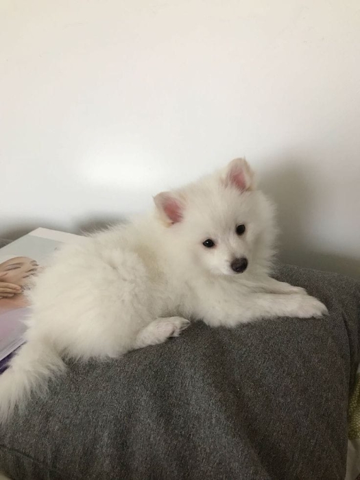 Spitz nain